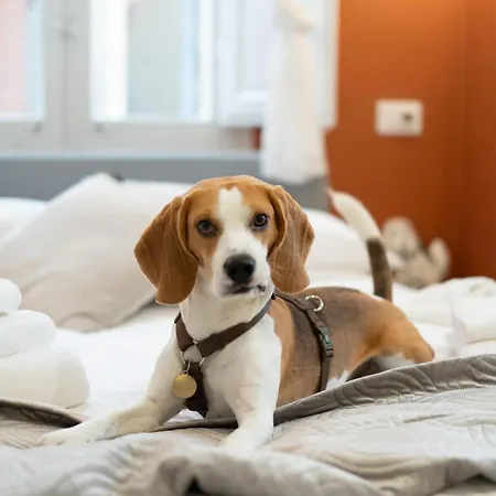 Gli Amori Di Carolina- Pet Friendly - Palazzo Carolina 페스카라
